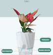 Lazy Hydroponic Flower Pot Automatic Water-Absorbing Flowerpot Transparent Double Layer Plastic Self Watering Planter Office