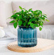 Home Self Watering Planters Translucent Stylish Water-saving Desktop Planter for Living Room Bedroom Study