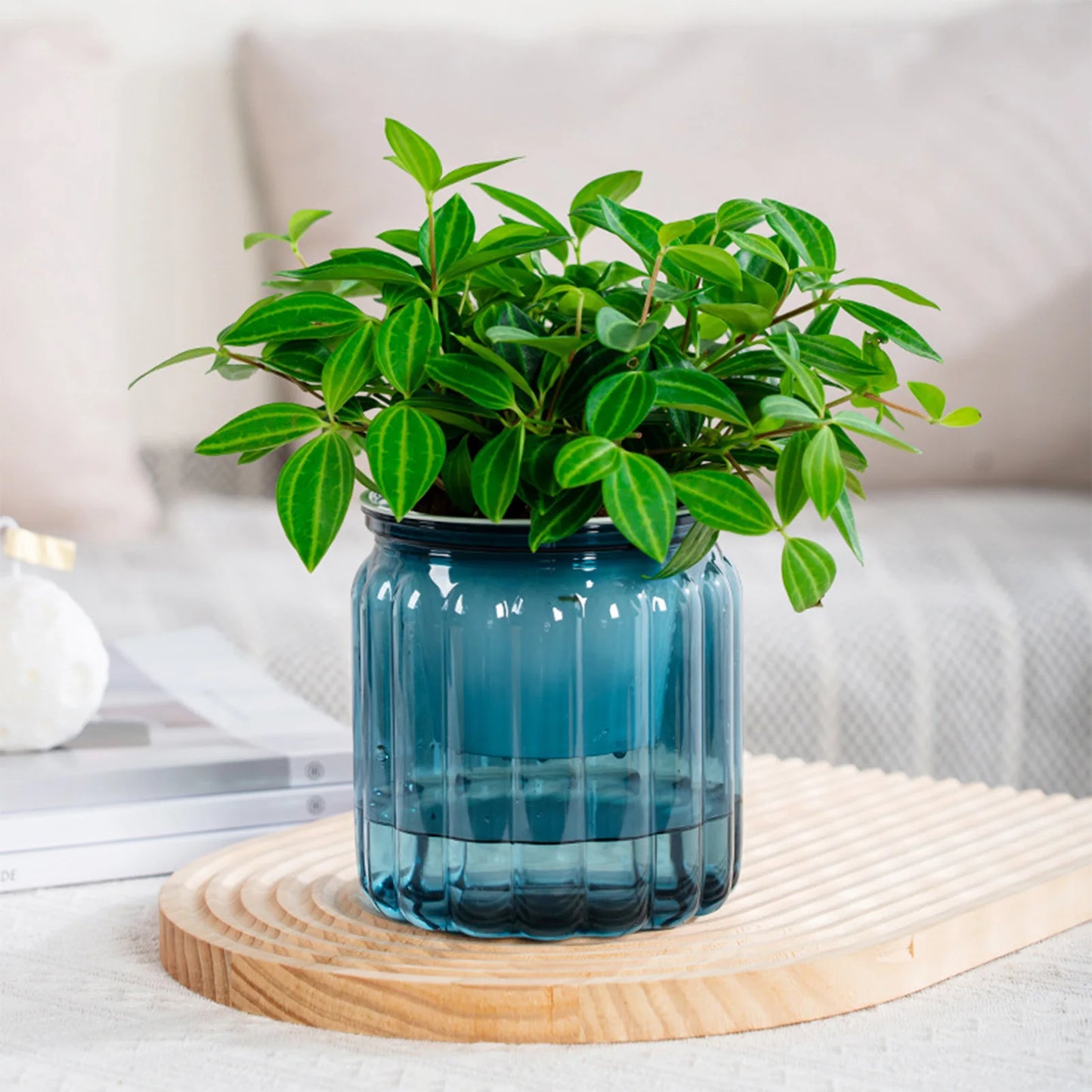 Home Self Watering Planters Translucent Stylish Water-saving Desktop Planter for Living Room Bedroom Study