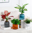 Home Self Watering Planters Translucent Stylish Water-saving Desktop Planter for Living Room Bedroom Study