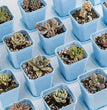 10PCS Gardening Mini Small Square Pot Flower Pot Succulent Pot Little Black Square Plastic Pot Seedling Tray Containe